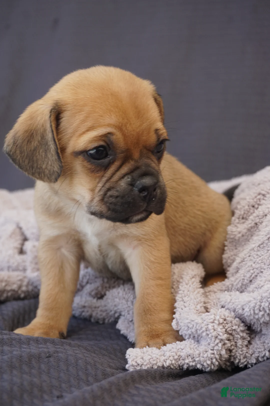 Puggle dogs for sale: Twix - Ad 2