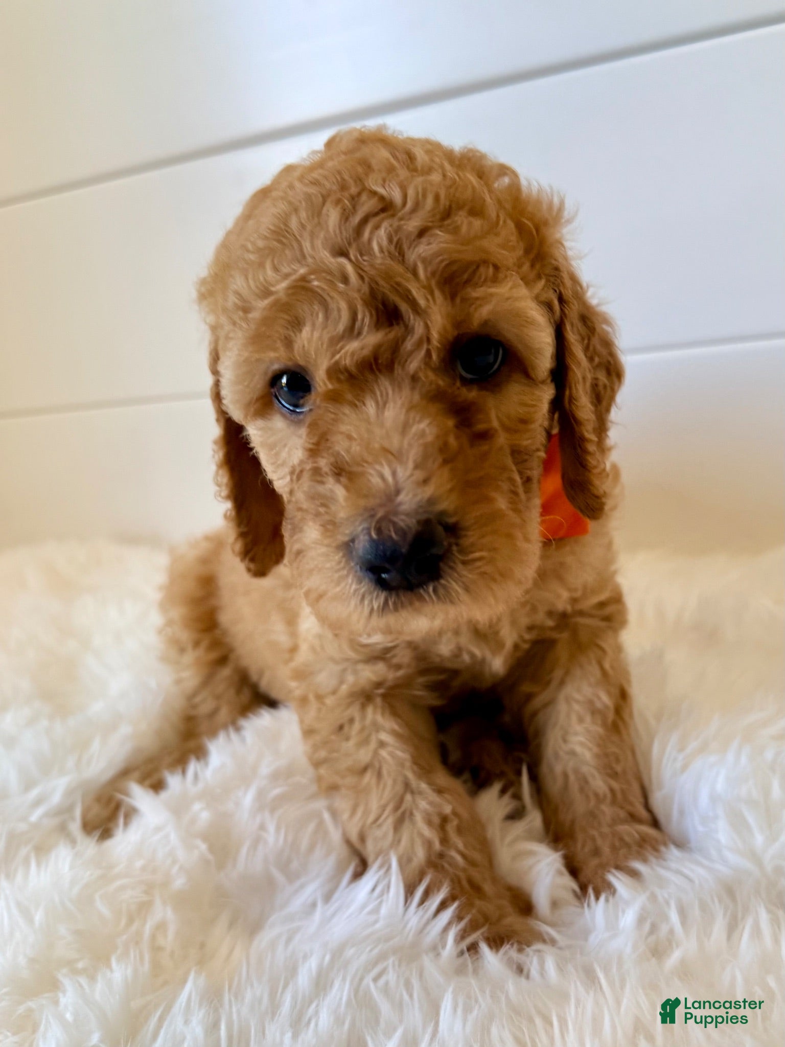 Goldendoodle dogs Orange Girl - Ad 42
