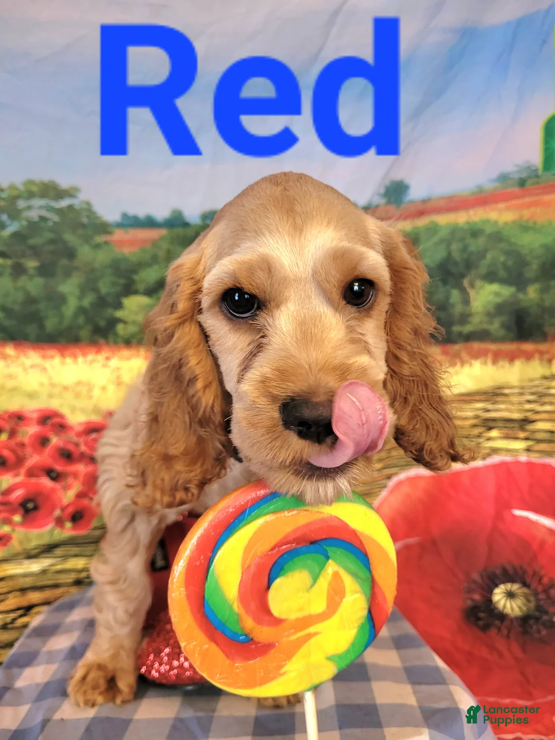 Cockapoo dogs for sale: Blue Boy  - Ad 2