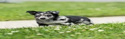 Chihuahua dogs for sale: Ryder Chihuahua Puppy  - Ad 17