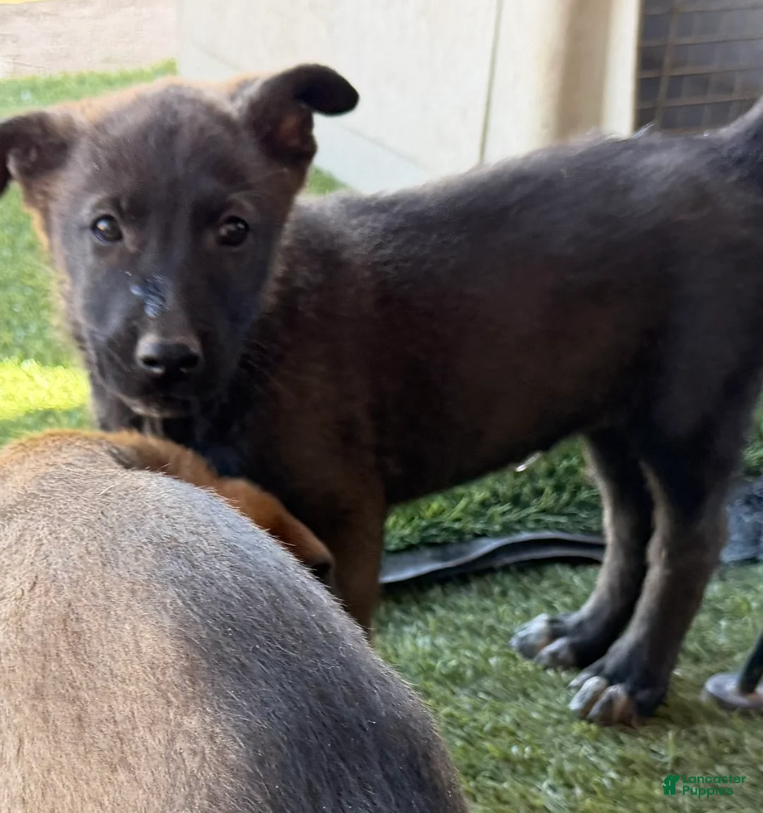 German Shepherd dogs for sale: German Shepherd Puppy 3 - Ad 2