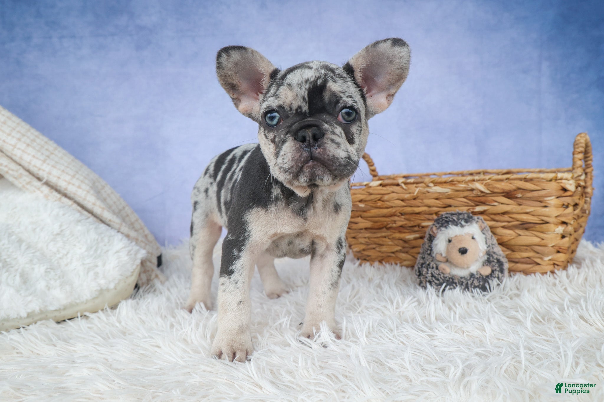 French Bulldog dogs 💗 Jovie - Ad 2