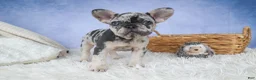 French Bulldog dogs for sale: 💗 Jovie - Ad 2