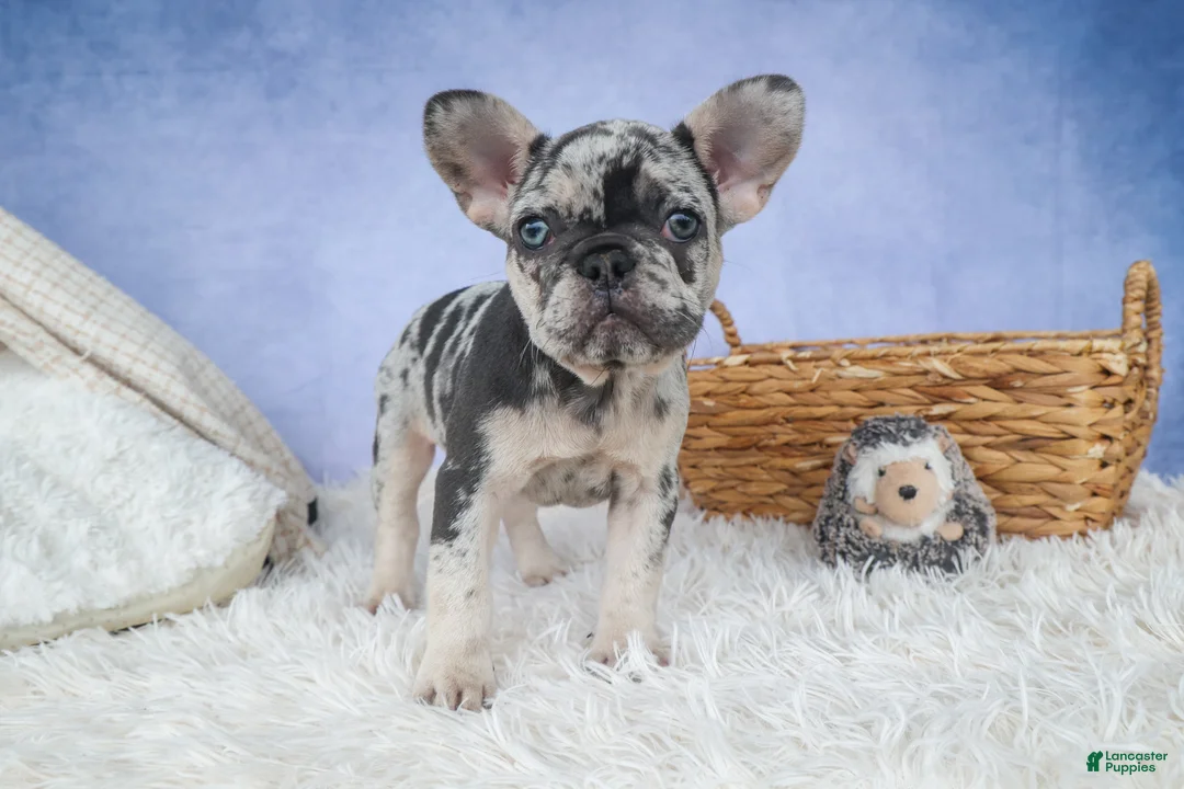French Bulldog dogs for sale: 💗 Jovie - Ad 2