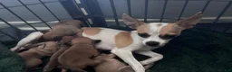 Chiweenie dogs for sale: Chiweenie 1 - Ad 4