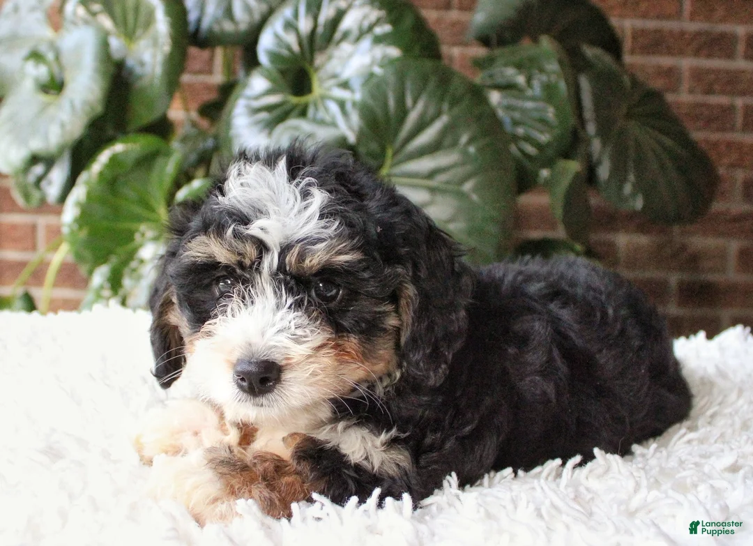 Mini Bernedoodle dogs for sale: Molly - Ad 1