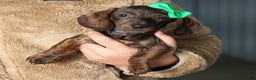 Miniature Dachshund dogs for sale: Fletcher - Ad 2