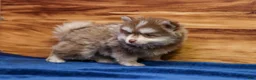 Pomsky dogs for sale: Prince - Ad 9