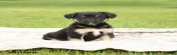 Mixed Breed dogs for sale: Norway - Ad 1