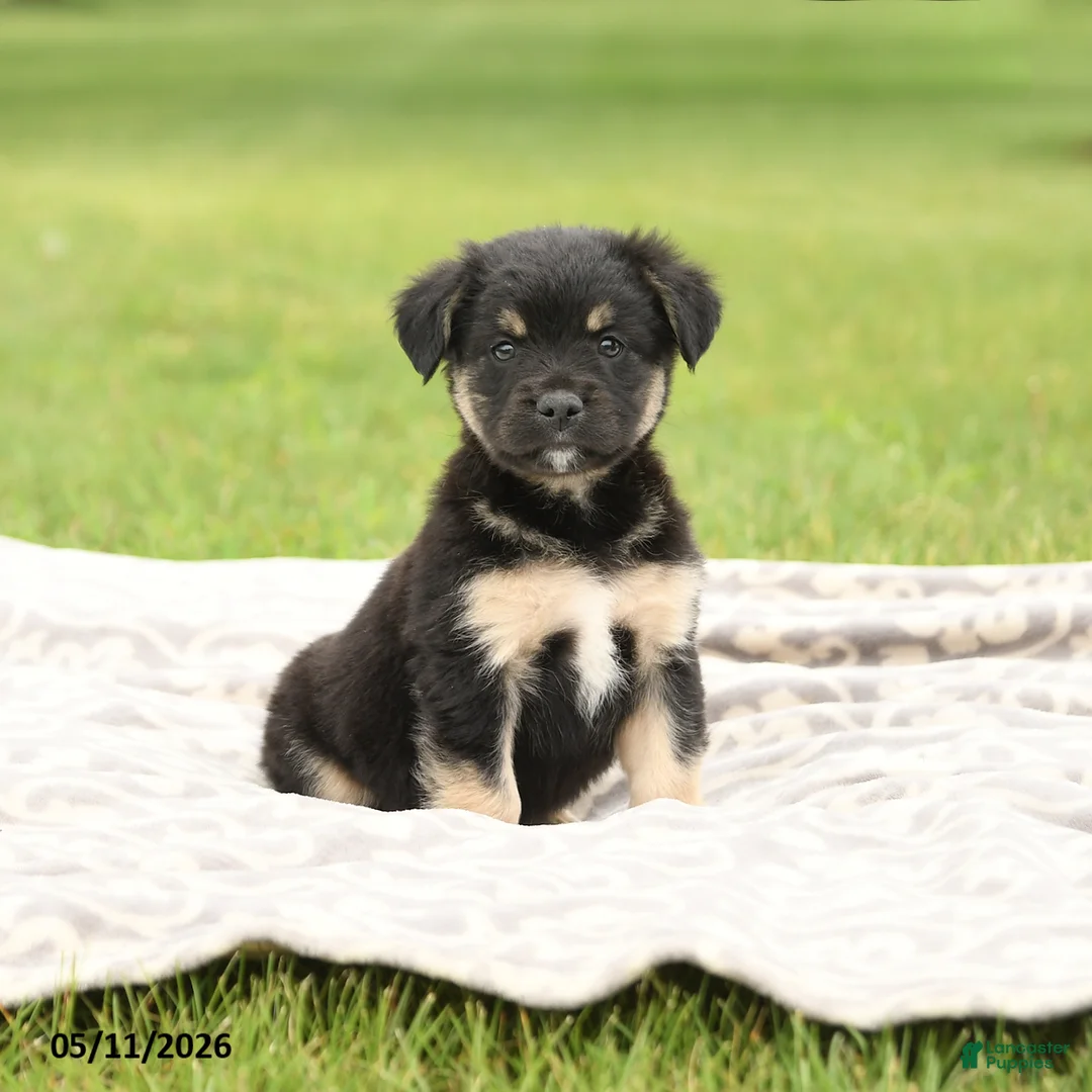 Mixed Breed dogs for sale: Norway - Ad 1