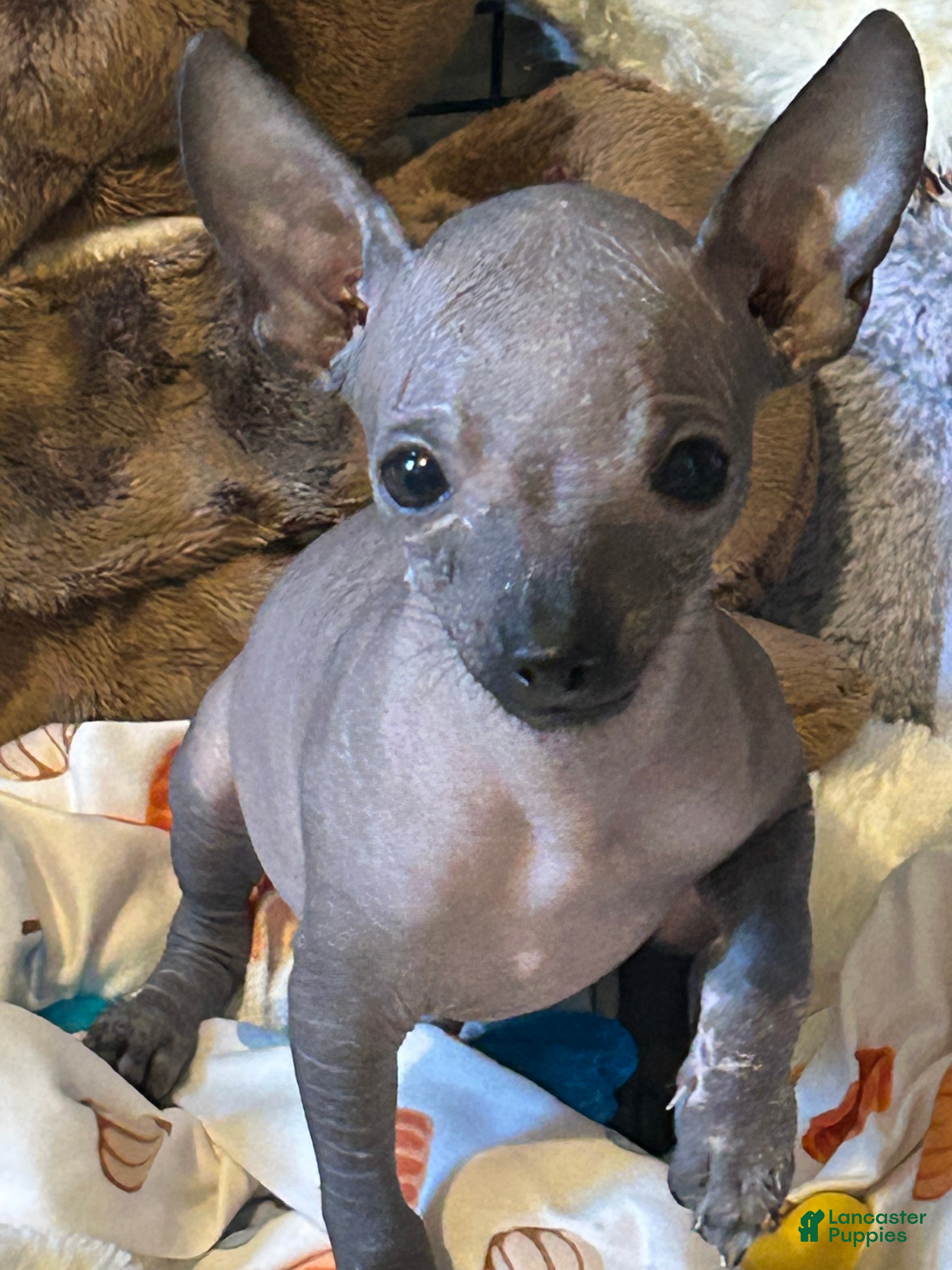 Chihuahua dogs Hairless male Chihuahua Puppy  - Ad 17