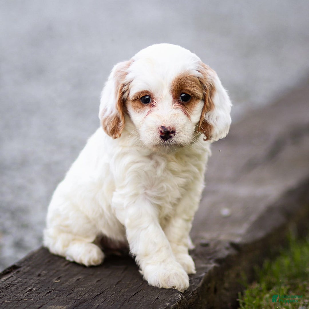 Goldendoodle dogs for sale: Odette - Ad 10