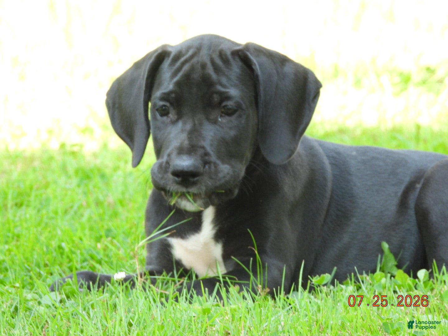 Great Dane dogs Great Dane 5 - Ad 2