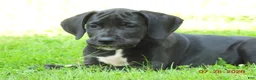 Great Dane dogs for sale: Great Dane 5 - Ad 2