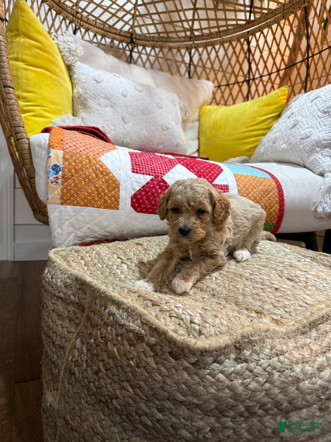 Cavapoo dogs for sale: Charlie - Ad 5