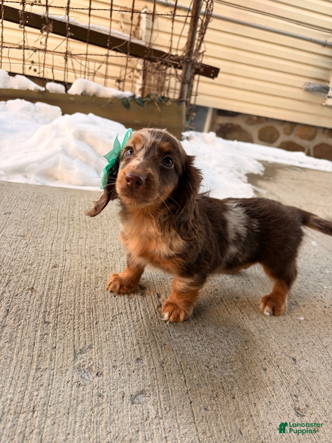 Miniature Dachshund dogs for sale: Molly - Ad 2