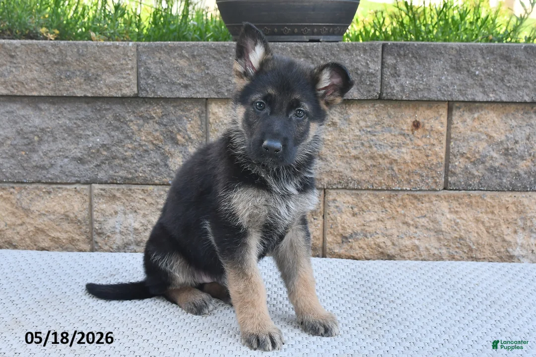 German Shepherd dogs for sale: Ozzie - Ad 1