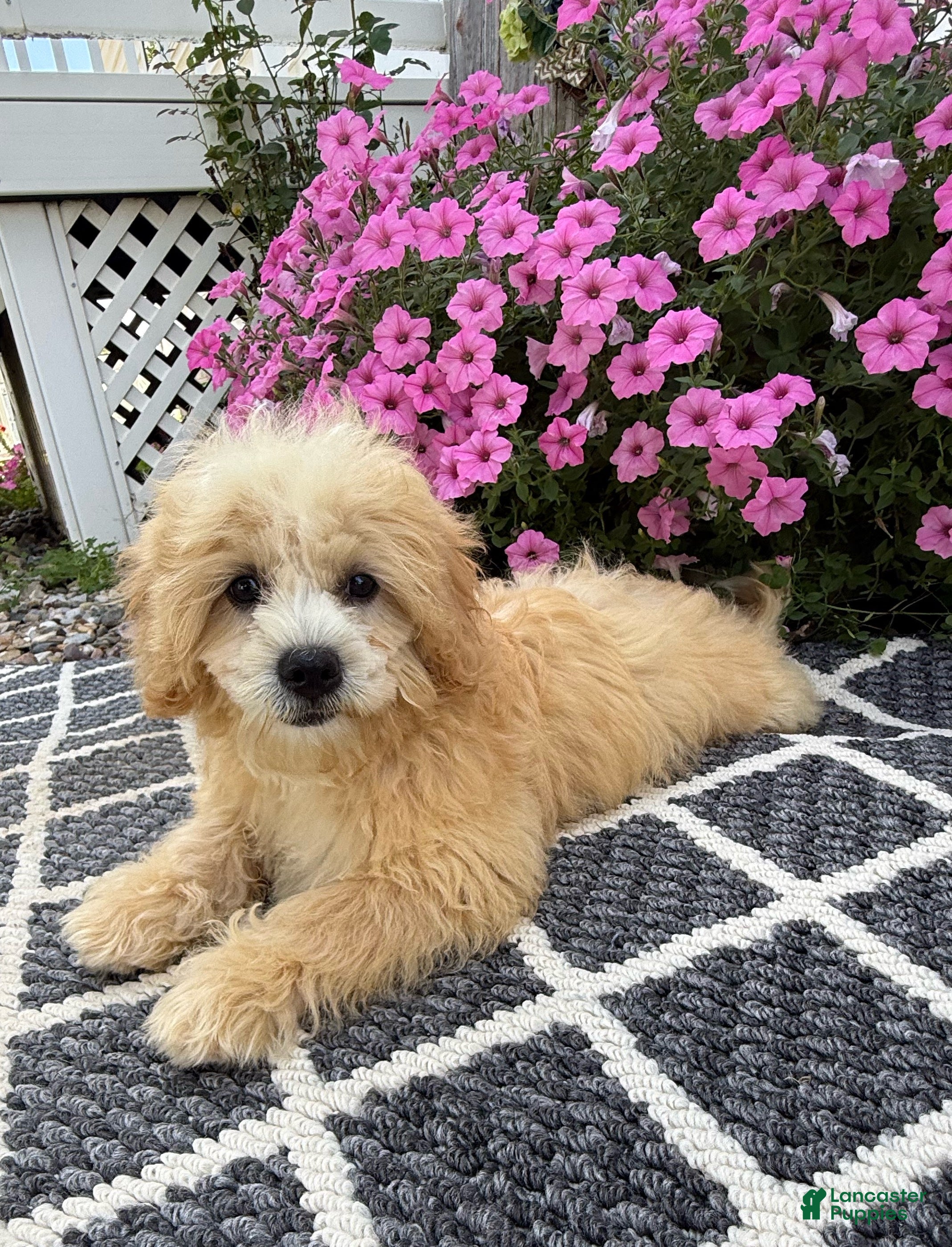 Mixed Breed dogs Mocha - Ad 1