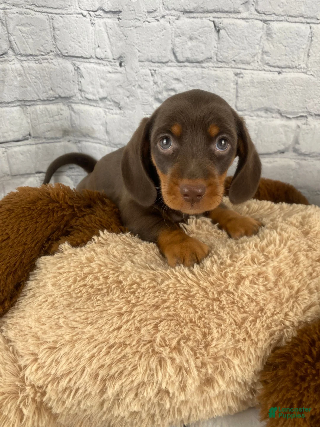 Miniature Dachshund dogs for sale: Buddy - Ad 1