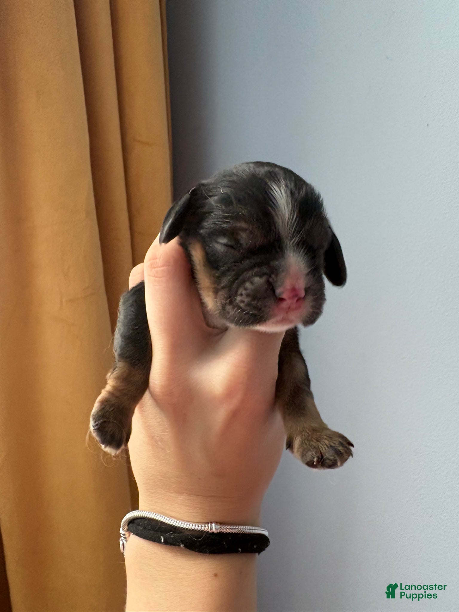 Cocker Spaniel dogs Rufus - Ad 40