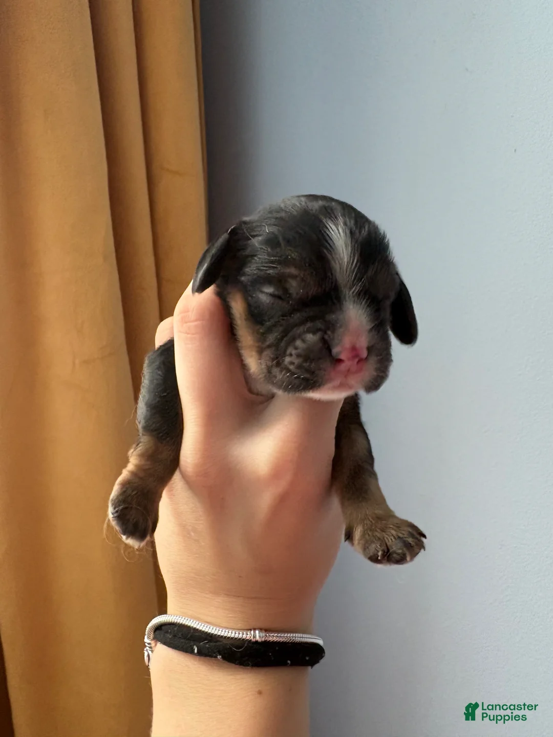 Cocker Spaniel dogs for sale: Rufus - Ad 1