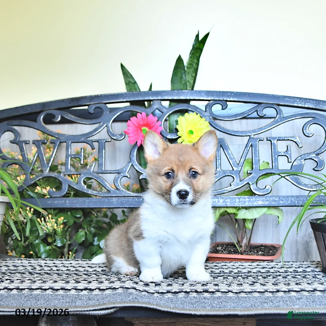 Welsh Corgi Pembroke dogs for sale: Sonja - Ad 2