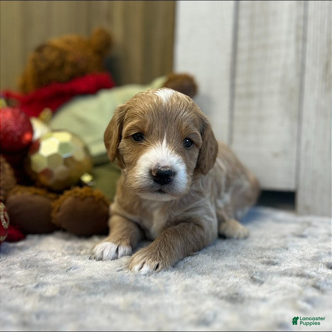 Goldendoodle dogs for sale: Tango (Miniature Girl) - Ad 2