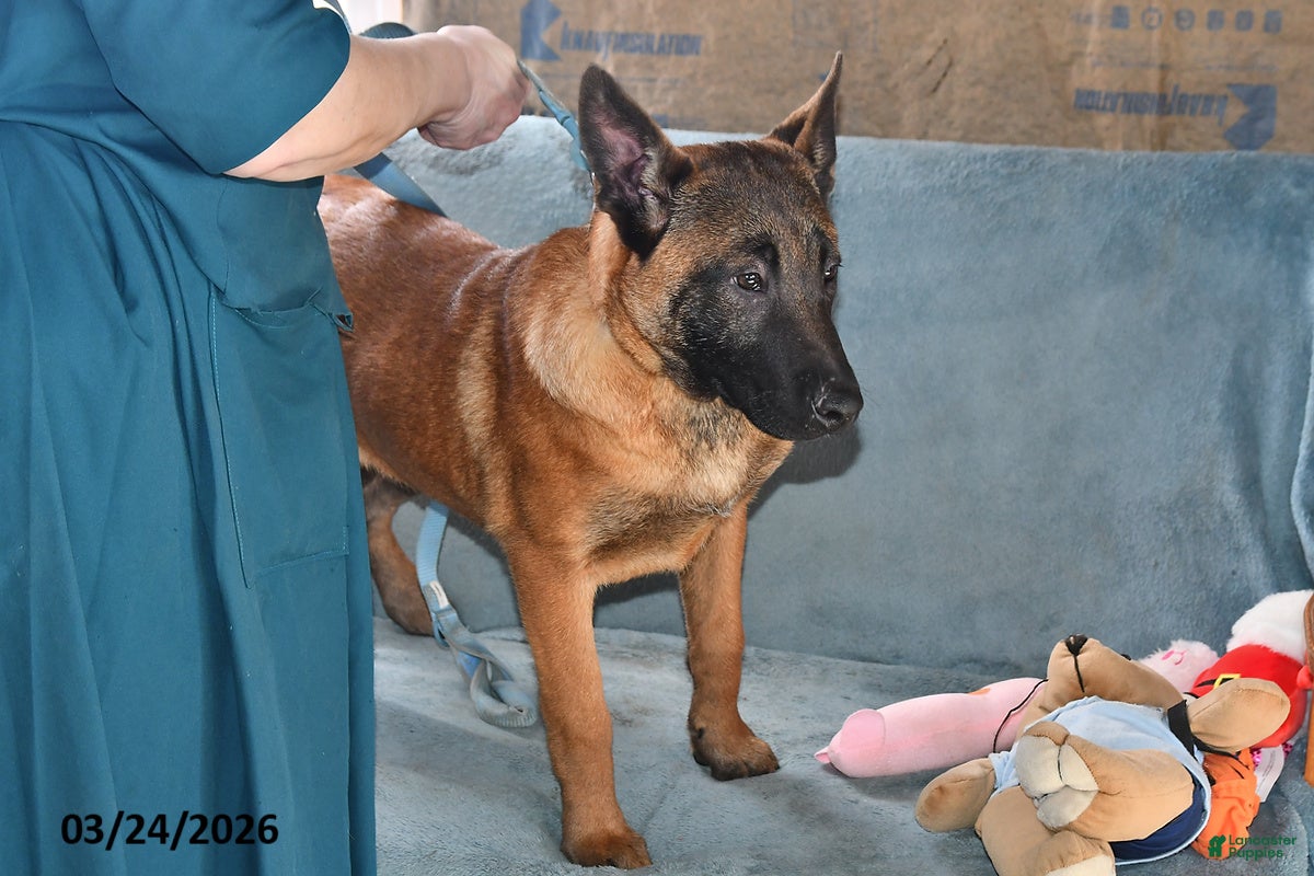 Belgian Malinois dogs Belle - Ad 2