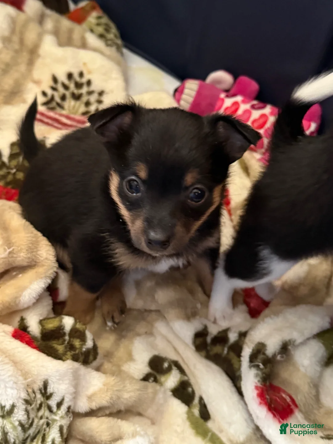 Chihuahua dogs for sale: Chihuahua Puppy 1 - Ad 1