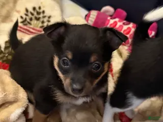 Chihuahua dogs Chihuahua Puppy 1 - Ad 35