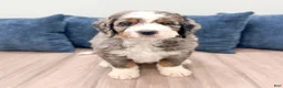 Bernedoodle dogs for sale: Sasha - Ad 2