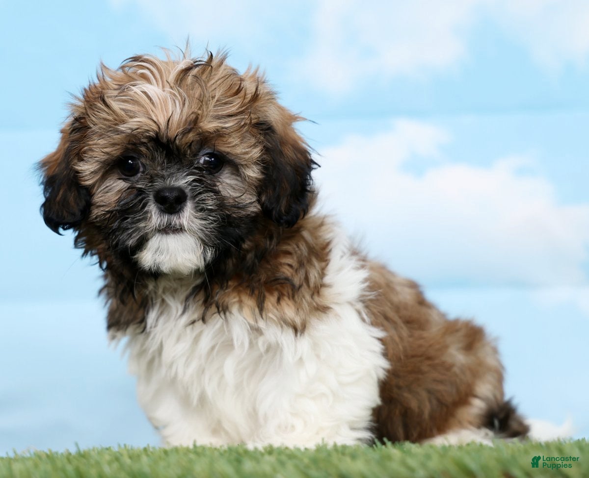 Shih Tzu dogs Sammy - Ad 1