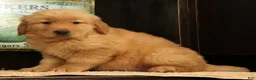 Golden Retriever dogs for sale: Chip - Ad 5