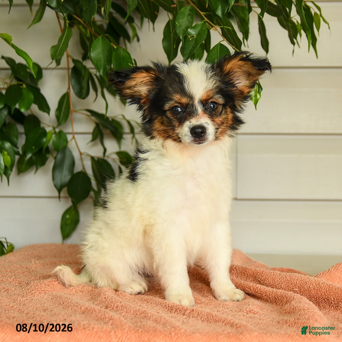 Papillon dogs Ripple - Ad 1