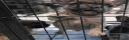 French Bulldog dogs for sale: Lucas  - Ad 4