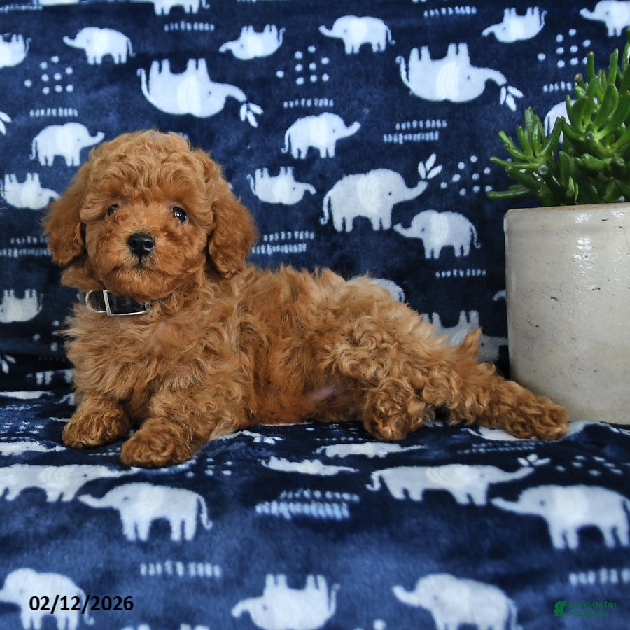 Miniature Poodle dogs Oscar - Ad 2