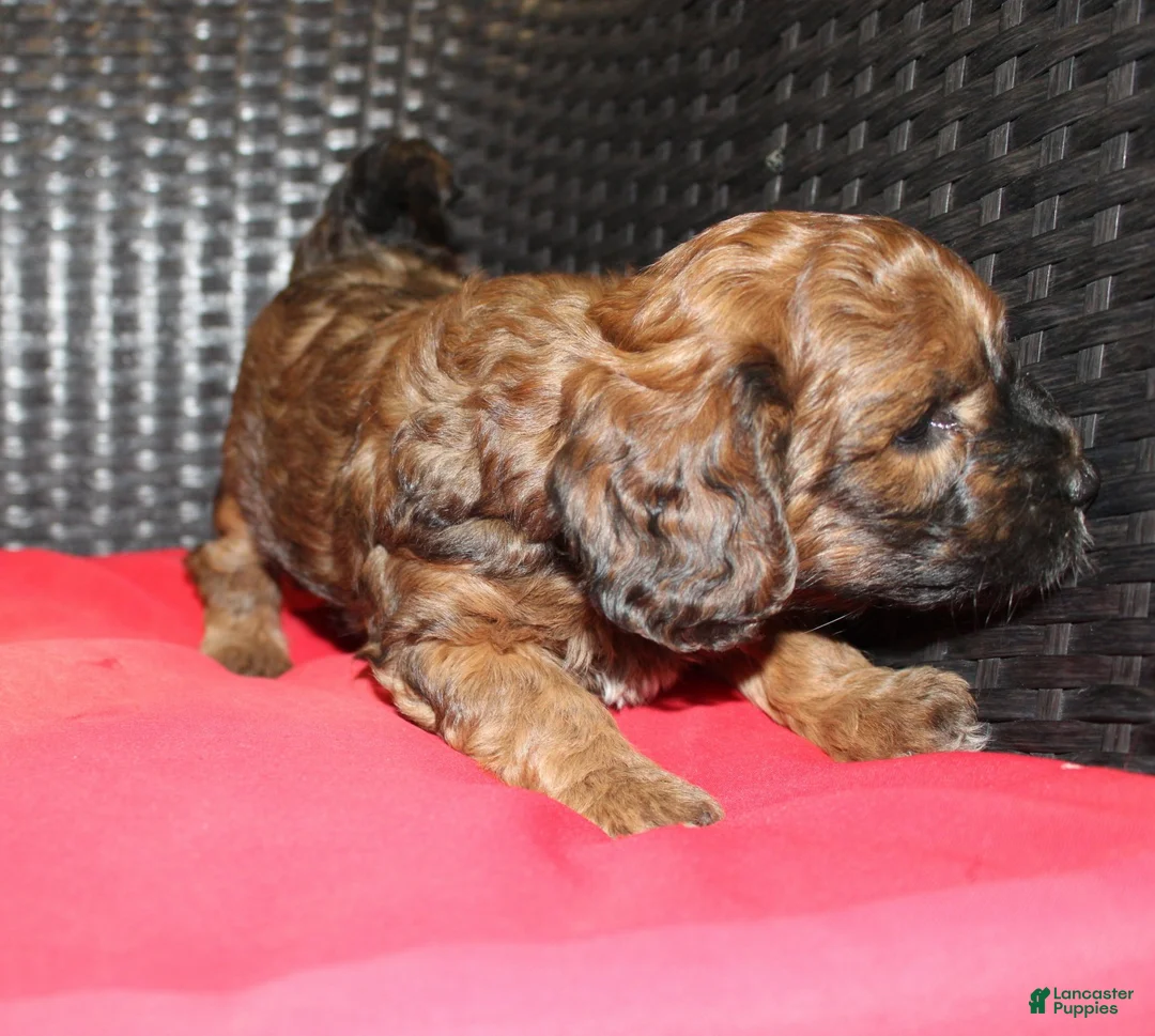 Mini Goldendoodle dogs for sale: Rita - Ad 2