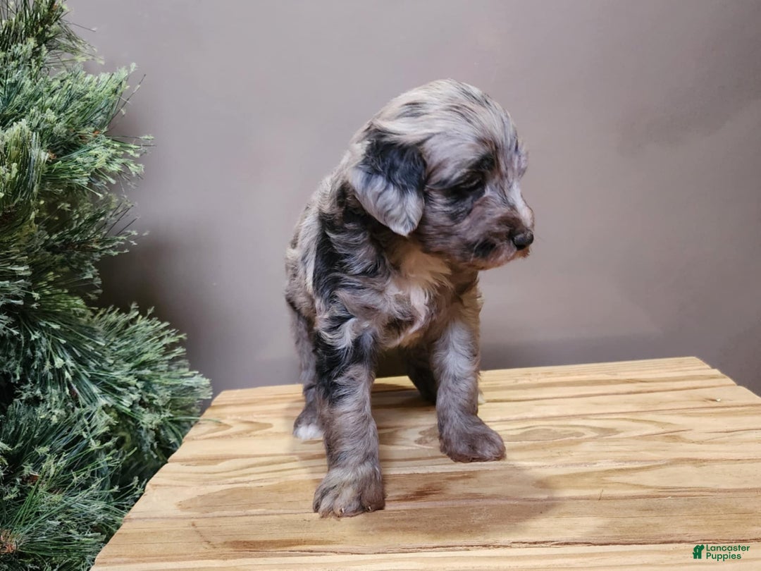 Mini Bernedoodle dogs for sale: Blitz - Ad 17