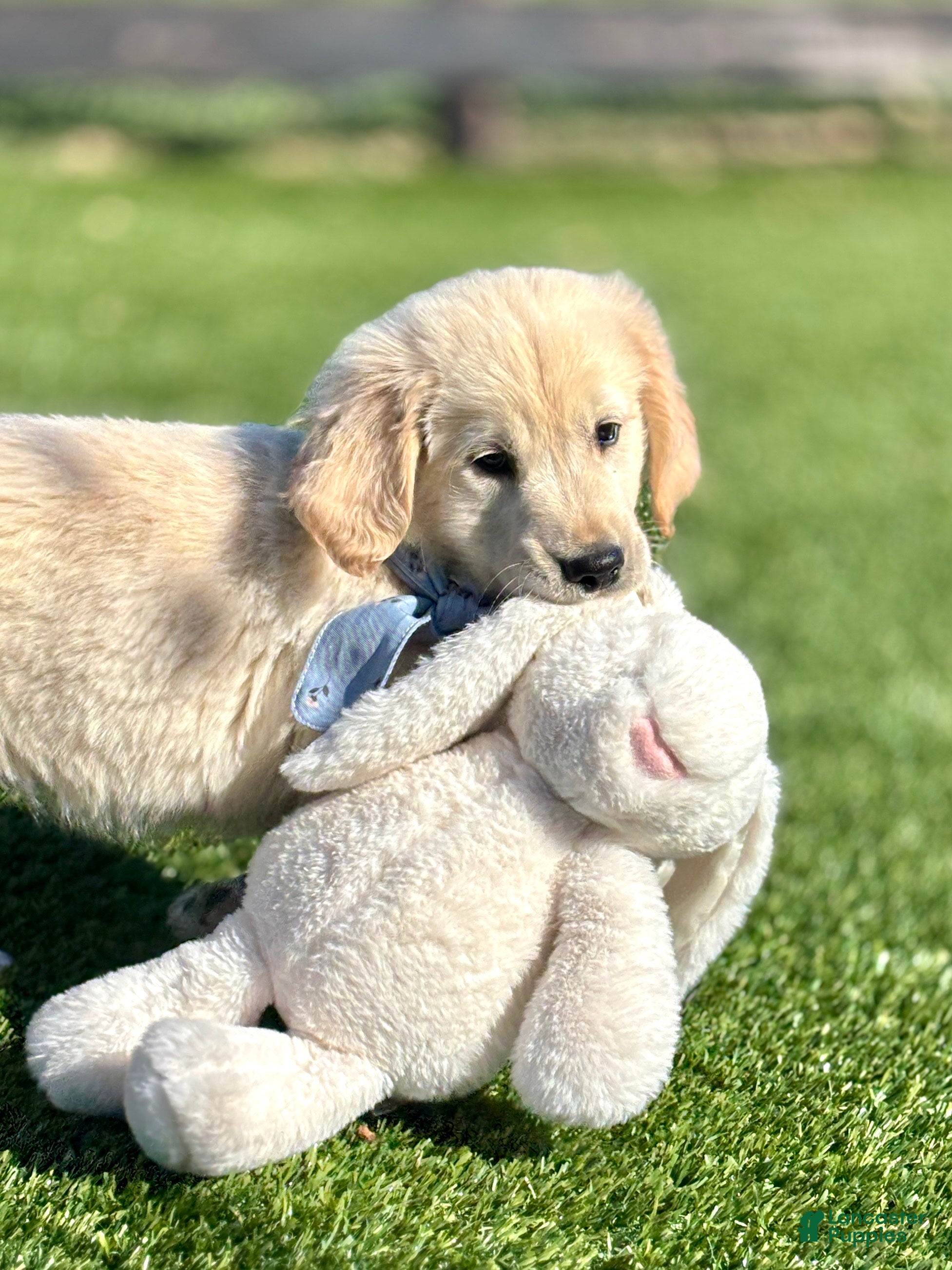 Golden Retriever dogs Kase Golden Retriever Puppy  - Ad 1