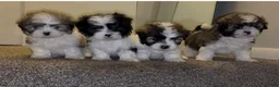 Malshi dogs for sale: Cruz  - Ad 1