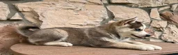 Pomsky dogs for sale: Maverick - Ad 3