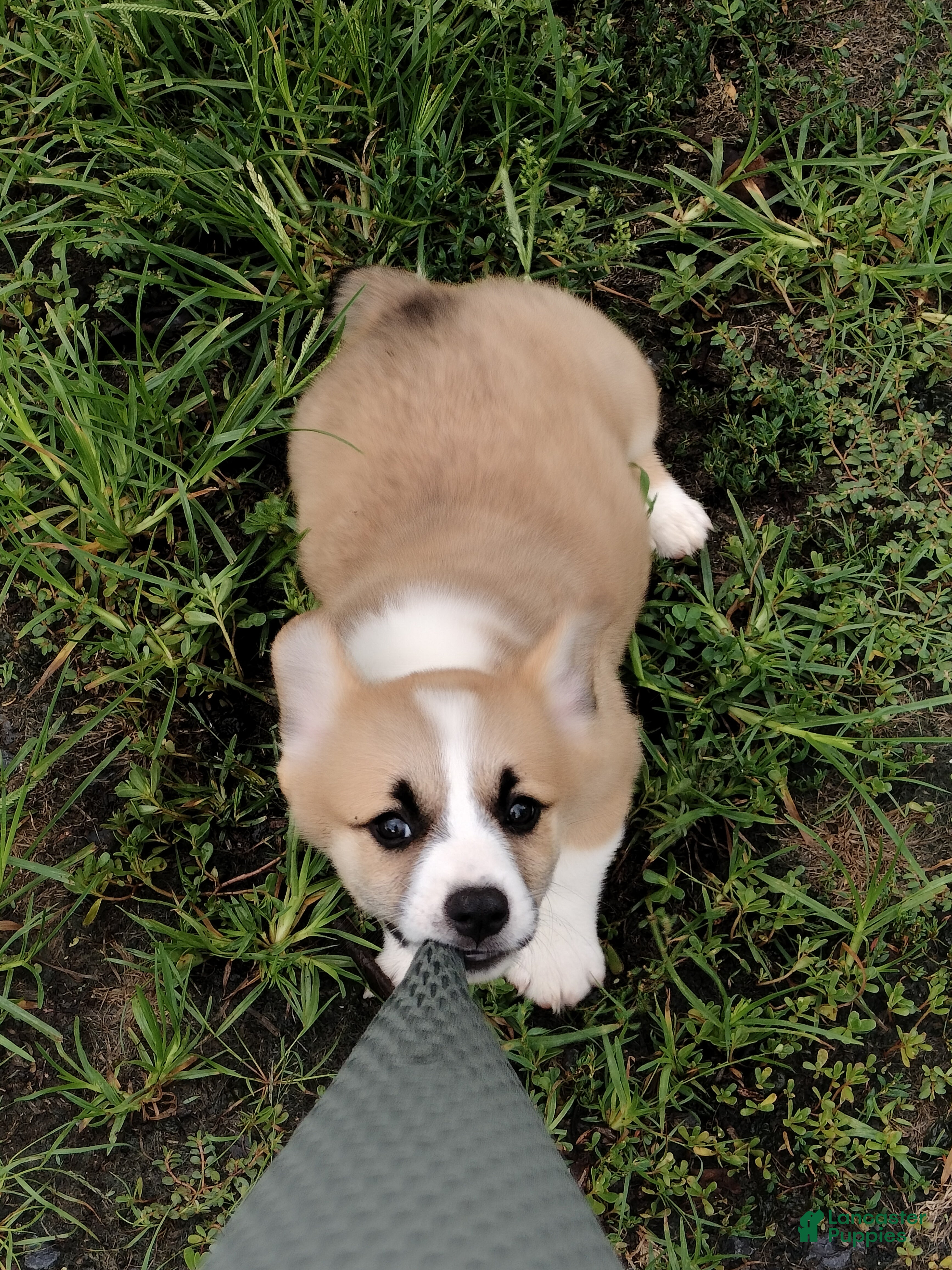 Welsh Corgi Pembroke dogs Marshall  - Ad 2
