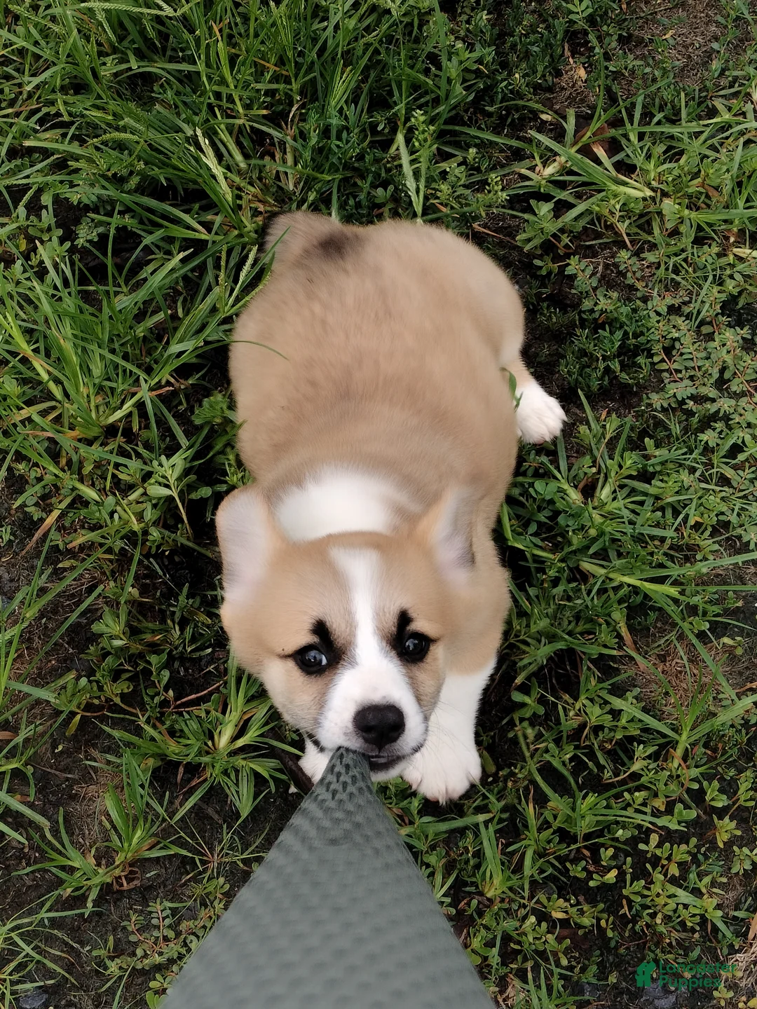 Welsh Corgi Pembroke dogs for sale: Marshall  - Ad 2