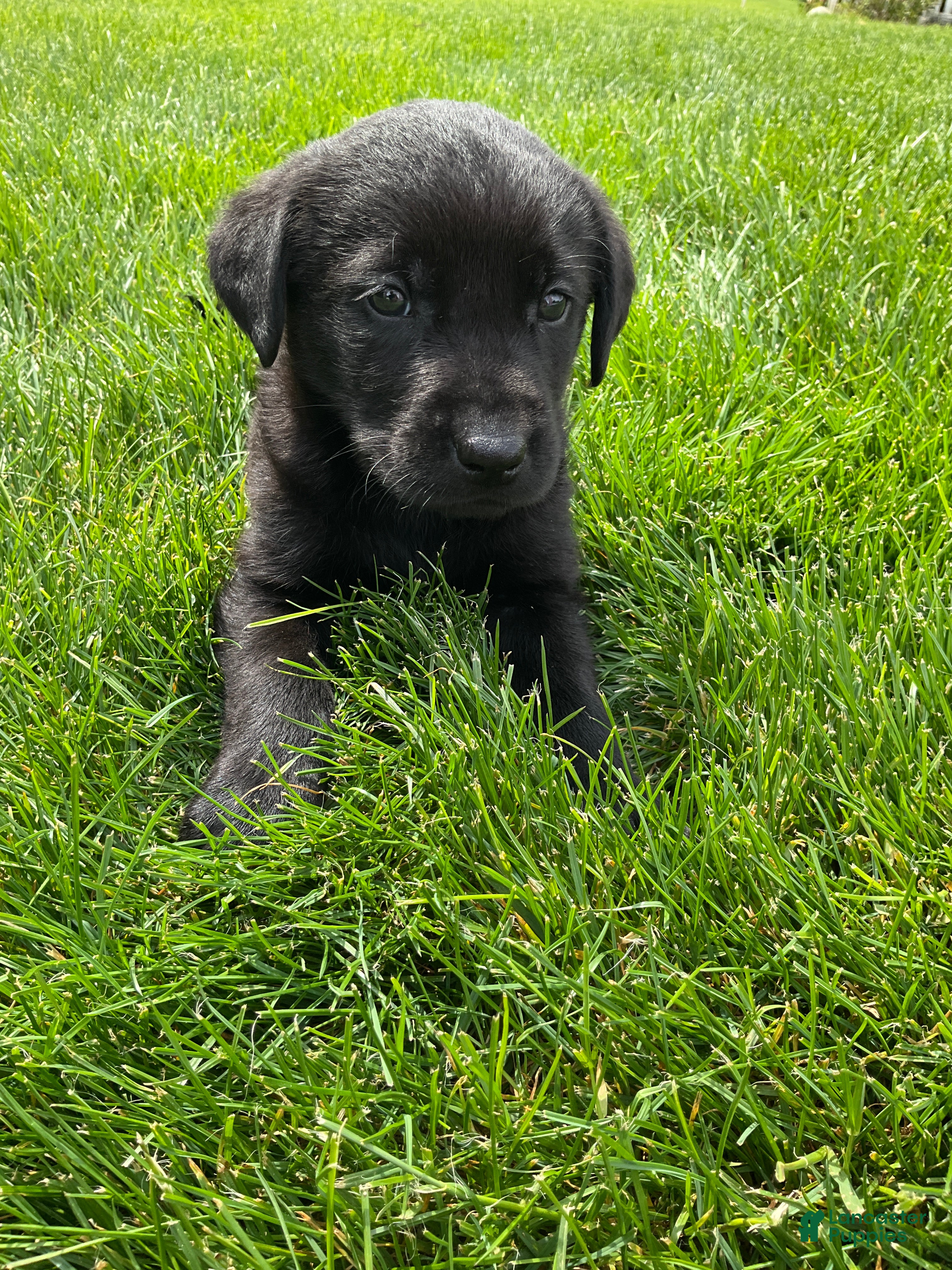 Labrador Retriever dogs for sale: Madox - Ad 1