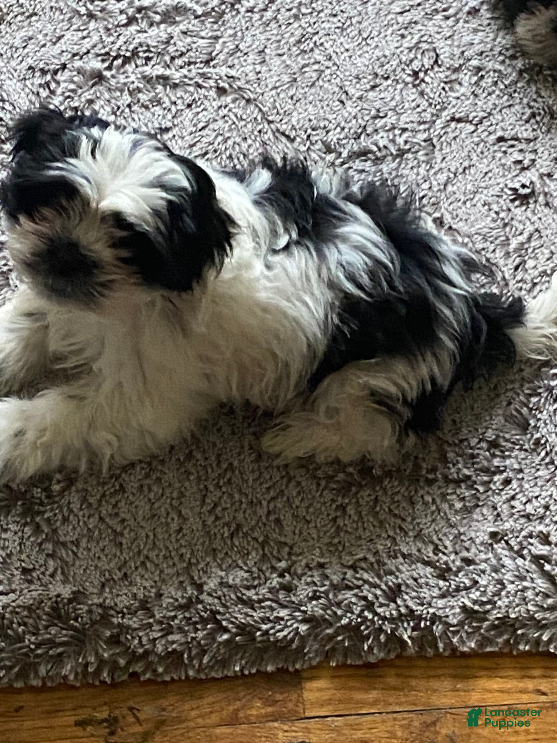 Shihpoo dogs Sage Jr. - Ad 29
