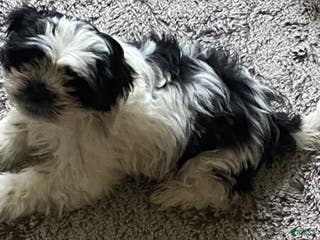 Shihpoo dogs Sage Jr. - Ad 13