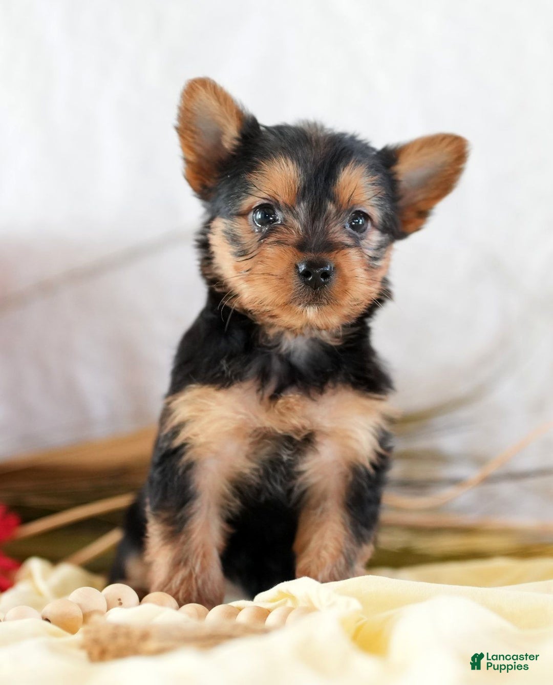 Morkie dogs for sale: Paisley - Ad 2