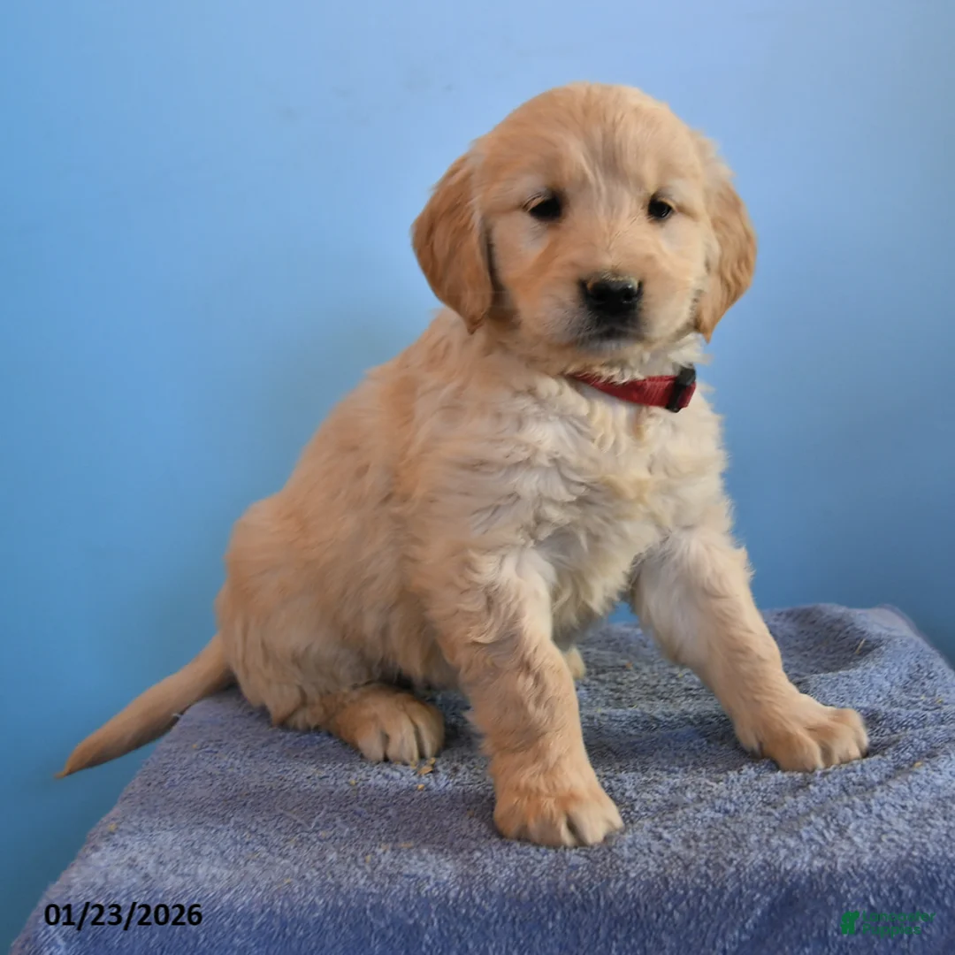 Golden Retriever dogs for sale: Ophelia - Ad 3