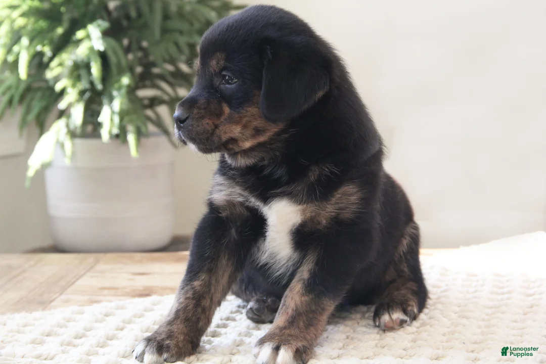 Mixed Breed dogs for sale: Mixed Breed Puppy 9 - Lucy - Ad 3