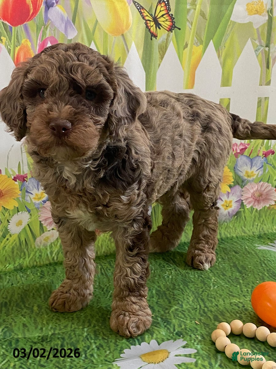 Miniature Labradoodle dogs Roxy - Ad 1